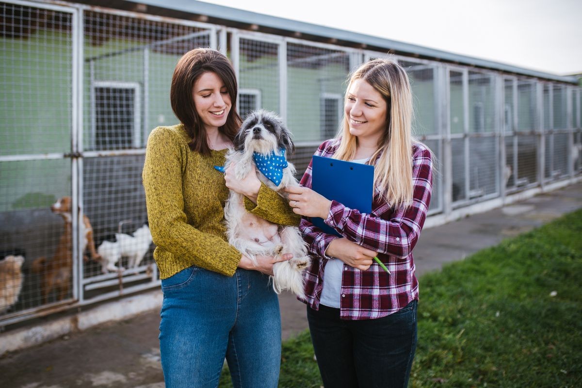 Young woman with worker choosing which dog to adopt from a shelter.