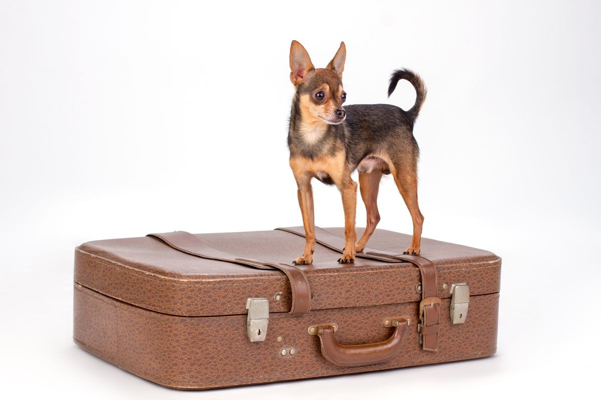 Toy-terrier standing on travel suitcase. Lovely sleek-haired toy-terrier on large brown valise for travelling isolated on white background, studio shot. Tourism and vacation concept.