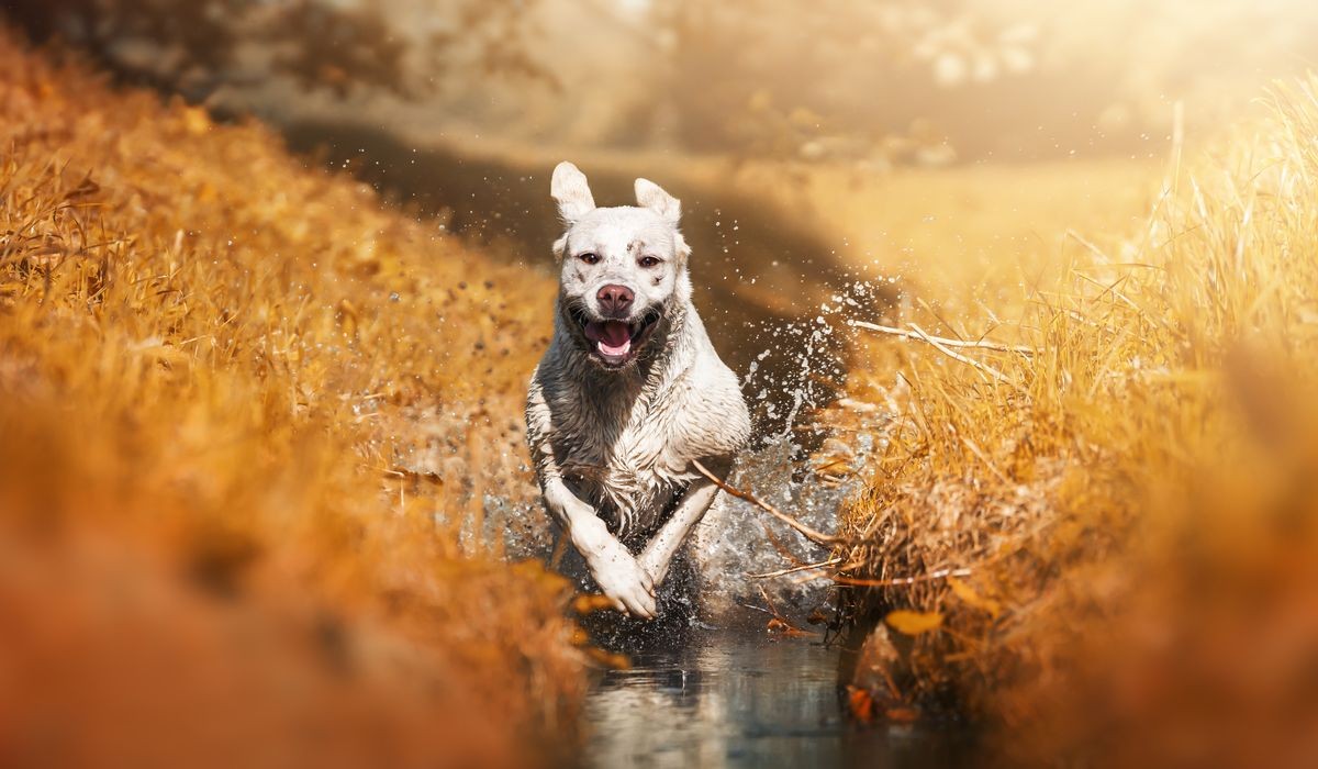 young labrador retriever dog puppy runs through splashing water and enjoys it