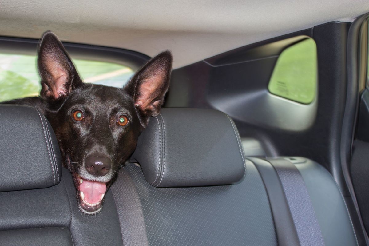 black dog in the car. travel with dog concept